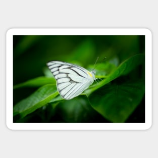 Striped albatross butterfly (Appias libythea) Sticker